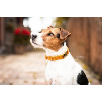 Hondenhalsband Velvet Kentucky Senf