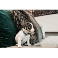 Hondenhalsband Velvet Kentucky Hellblau