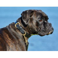 Collier pour chien cuir Weatherbeeta Noir