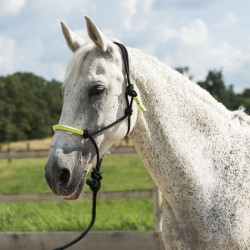 ETHOLOGISCHES HALFTER + FARBIGE STRICKLEINE ETHOLOGISCHES HALFTER + FARBIGE STRICKLEINE