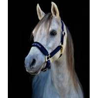 Halfter Werano Back On Track Schwarz Halfter Werano Back On Track Schwarz