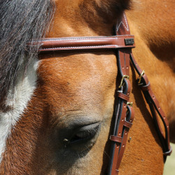 Kandare Kessel T mit T Kopfstück dreifach kombiniertem Reithalfter Tabak Braun