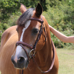 Kandare Kessel T mit T Kopfstück dreifach kombiniertem Reithalfter Tabak Braun
