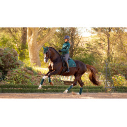 Polo-Bandagen Loire LeMieux Fichtengrün Polo-Bandagen Loire LeMieux Fichtengrün