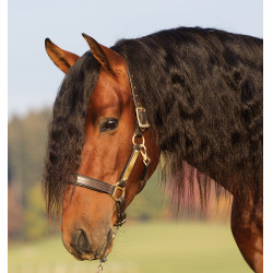 Gepolstertes Lederhalfter Horseware Amigo Gepolstertes Lederhalfter Horseware Amigo