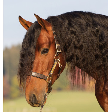 Gepolstertes Lederhalfter Horseware Amigo Gepolstertes Lederhalfter Horseware Amigo