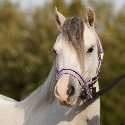 HV Polo Classic Stripe Halfter HV Polo Classic Stripe Halfter