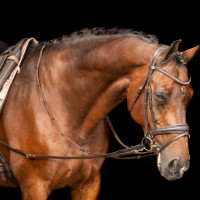 Hilfszügel Imperial Riding Core Braun