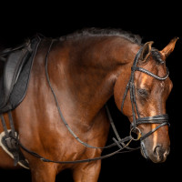 Hilfszügel Imperial Riding Core Braun Hilfszügel Imperial Riding Core Braun