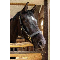 Lederhalfter Gold HKM Schwarz Lederhalfter Gold HKM Schwarz