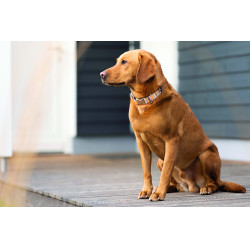 Hundehalsband Anam Cara bedruckt HKM Taupe / Gelbgold Grau