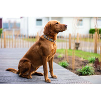 Hundehalsband Anam Cara bedruckt HKM Taupe / Gelbgold Grau