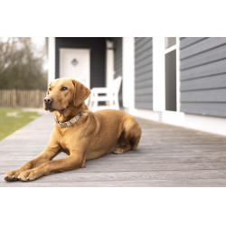 Hundehalsband Anam Cara bedruckt HKM Taupe / Gelbgold Grau