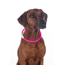 LED-Leuchthalsband für Hunde HKM LED-Leuchthalsband für Hunde HKM