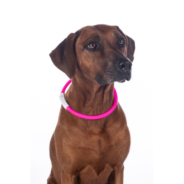 LED-Leuchthalsband für Hunde HKM LED-Leuchthalsband für Hunde HKM