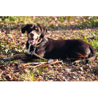 Dressurleine für Hunde Anam Cara Seil HKM Brandy Braun Dressurleine für Hunde Anam Cara Seil HKM Brandy Braun