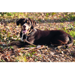 Dressurleine für Hunde Anam Cara Seil HKM Brandy Braun