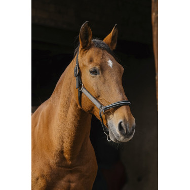 Nylonhalfter Equithème Domino Nylonhalfter Equithème Domino