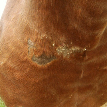 Regenerierend Animaderm Cutene Regenerierend Animaderm Cutene