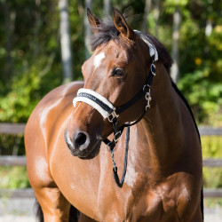 Halfter Howard Crescendo Horze Schwarz Halfter Howard Crescendo Horze Schwarz