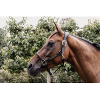 Anatomisches Lederhalfter Kentucky Schwarz