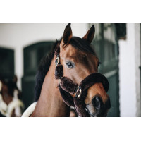 Transporthalfter Schaf Kentucky Schwarz