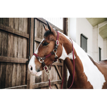 Halfter Geflochtenes Nylon Kentucky Halfter Geflochtenes Nylon Kentucky