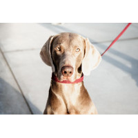 Laisse pour chien Plaited Nylon 120 cm Kentucky Bleu marine