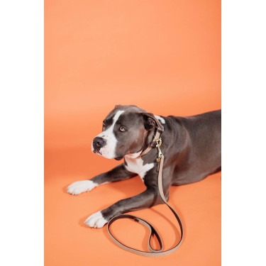 Hundeleine Geflochtenes Nylon 120 cm Kentucky Hundeleine Geflochtenes Nylon 120 cm Kentucky