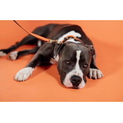 Hundeleine Geflochtenes Nylon 120 cm Kentucky Hundeleine Geflochtenes Nylon 120 cm Kentucky