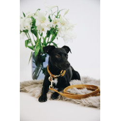 new Senf Gelb new Senf Gelb