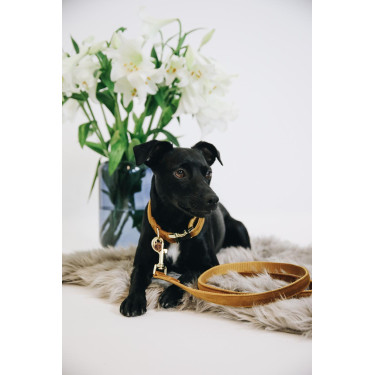 new Senf Gelb new Senf Gelb