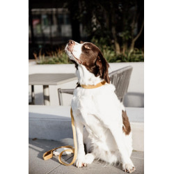 new Senf Gelb new Senf Gelb