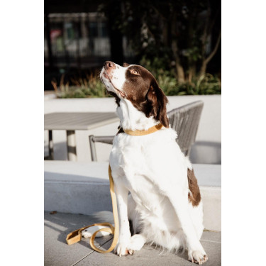 new Senf Gelb new Senf Gelb