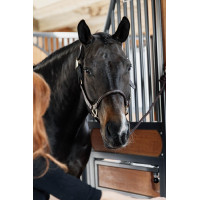 Kopfstück für anatomisches Lederhalfter Kentucky Braun