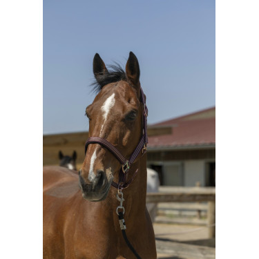 Licol Norton Zari Bordeaux Licol Norton Zari Bordeaux