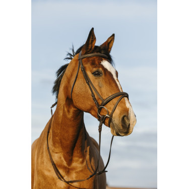 Bridon Riding World kombiniertes Reithalfter doppelt Bridon Riding World kombiniertes Reithalfter doppelt