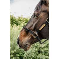 Licol de controle Kentucky Noir