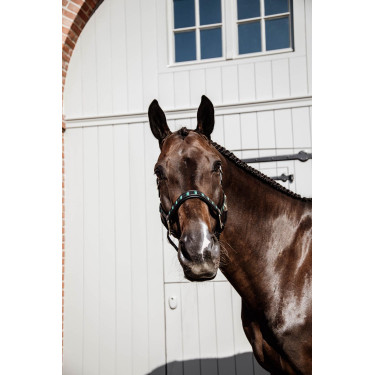 Halfter Pearls Kentucky Schwarz Halfter Pearls Kentucky Schwarz