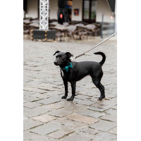 Fliege Samt Kentucky Smaragd Gr&uuml;n