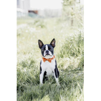 Noeud Papillon Velvet Kentucky Orange