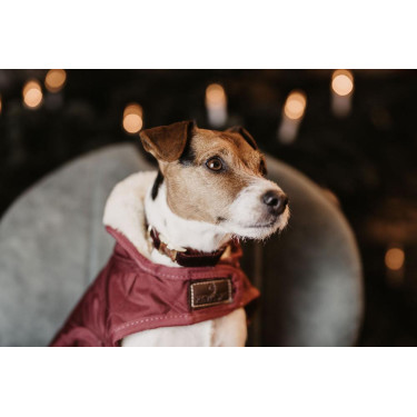 Collier pour chien Corduroy Kentucky Bordeaux Collier pour chien Corduroy Kentucky Bordeaux