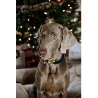 new Tannengrün Gr&uuml;n