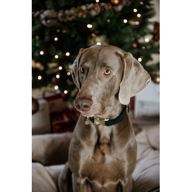 new Tannengrün Gr&uuml;n