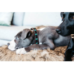 Handgefertigte Perlen-Hundehalsband Kentucky Schwarz Handgefertigte Perlen-Hundehalsband Kentucky Schwarz