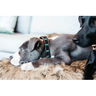 Handgefertigte Perlen-Hundehalsband Kentucky Schwarz Handgefertigte Perlen-Hundehalsband Kentucky Schwarz