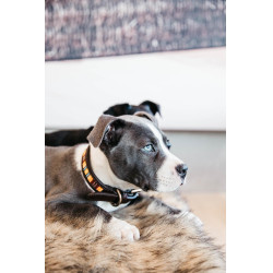 Collier pour chien en Perles faites-main Kentucky Orange Collier pour chien en Perles faites-main Kentucky Orange