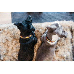 Collier pour chien en Perles faites-main Kentucky Orange Collier pour chien en Perles faites-main Kentucky Orange
