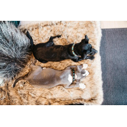 Handgefertigte Perlen-Hundehalsband Kentucky Hellblau