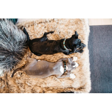 Handgefertigte Perlen-Hundehalsband Kentucky Hellblau